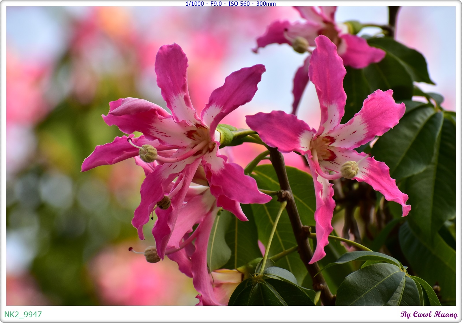 NK2_9947.JPG NK2_9947.JPG