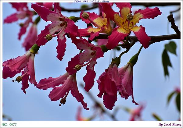 NK2_9977.JPG