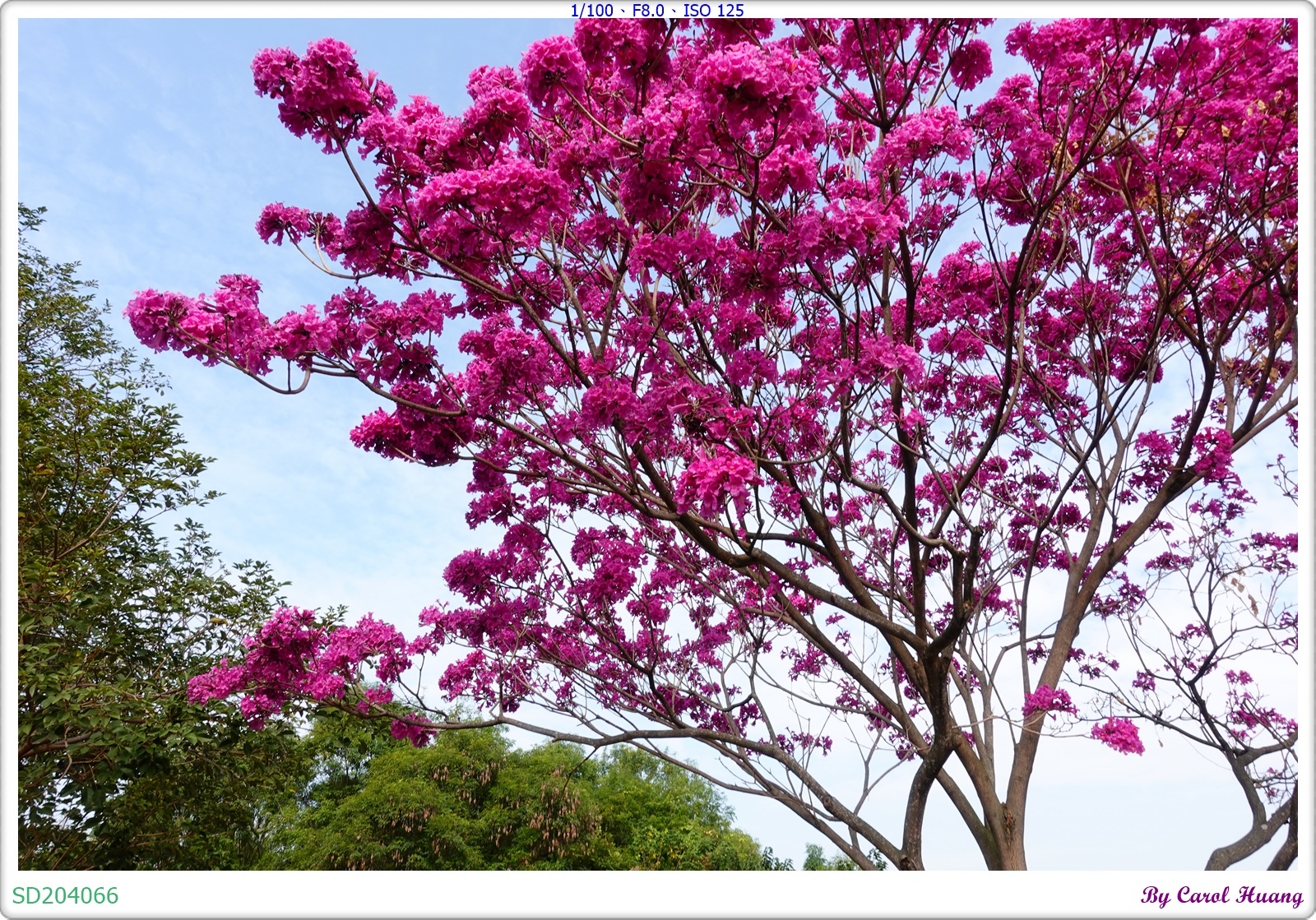 SD204066.JPG SD204066.JPG