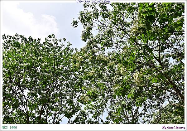 NK3_1496.JPG