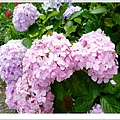 SD208757.JPG