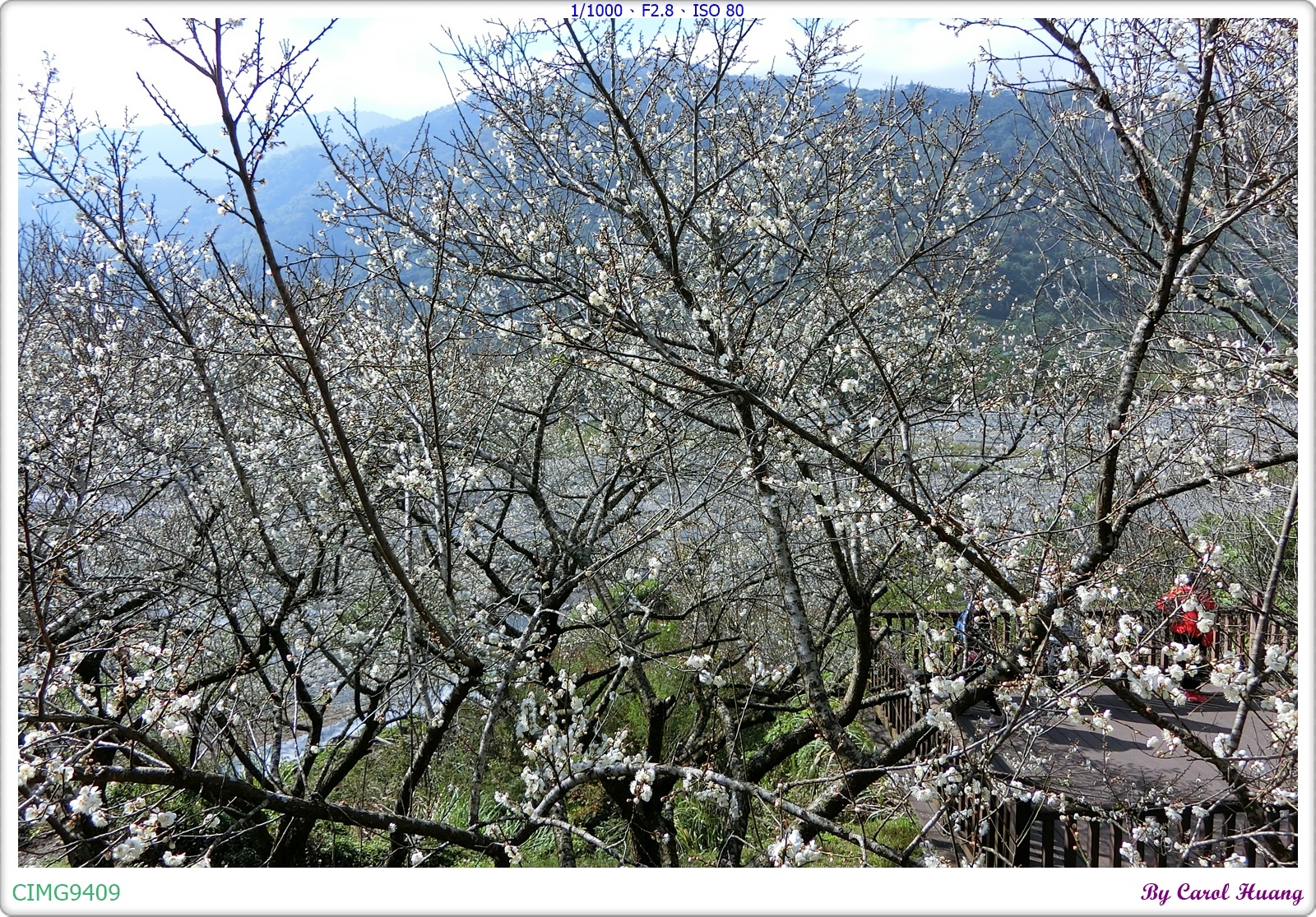 【旅拍】250112-ZR3600「南投信義～信義鄉農會梅子