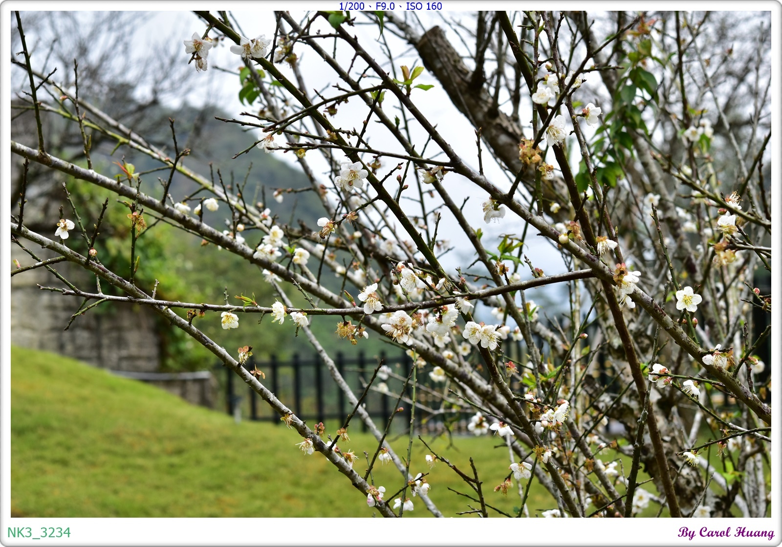 【旅拍】250118-D5600+60/F2.8 MICRO