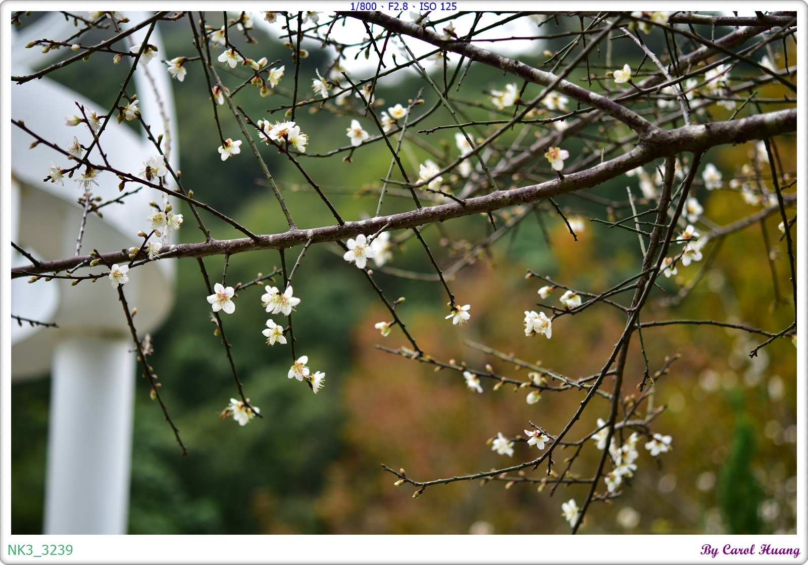 【旅拍】250118-D5600+60/F2.8 MICRO