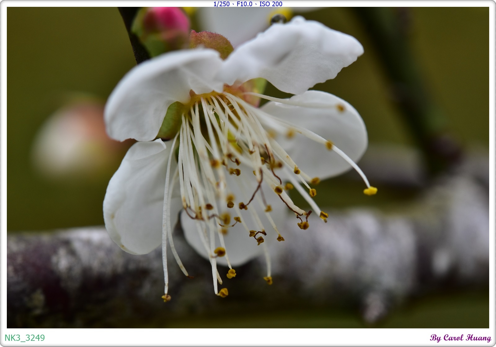 【旅拍】250118-D5600+60/F2.8 MICRO