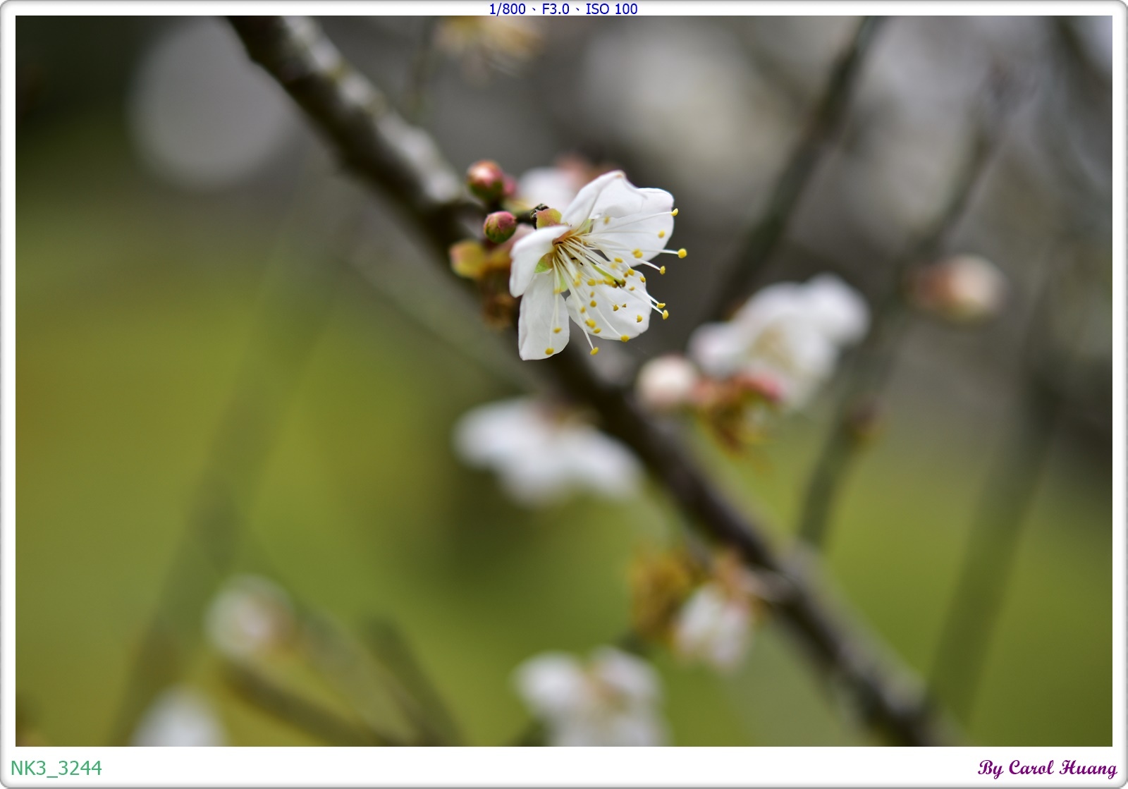 【旅拍】250118-D5600+60/F2.8 MICRO