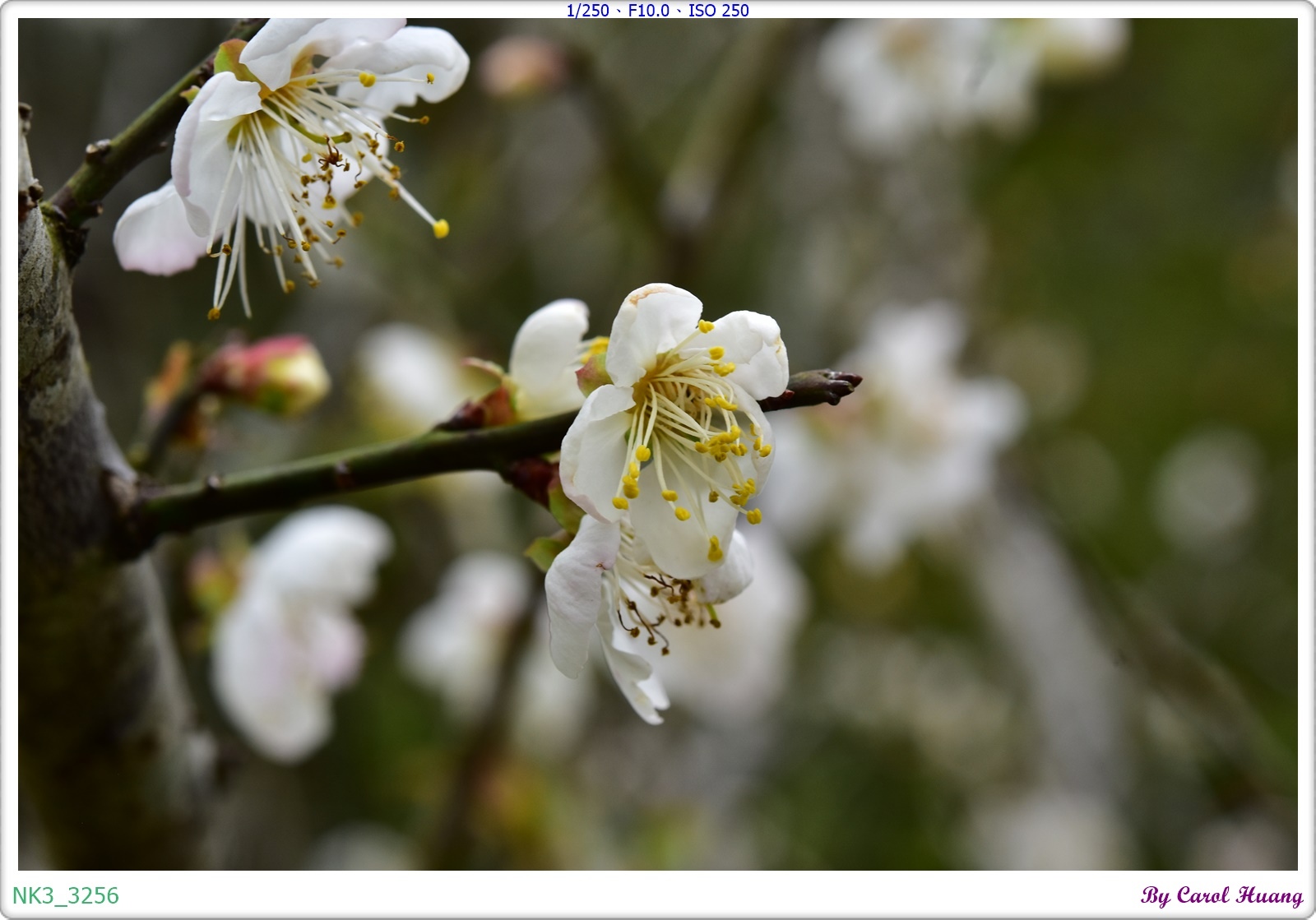 【旅拍】250118-D5600+60/F2.8 MICRO
