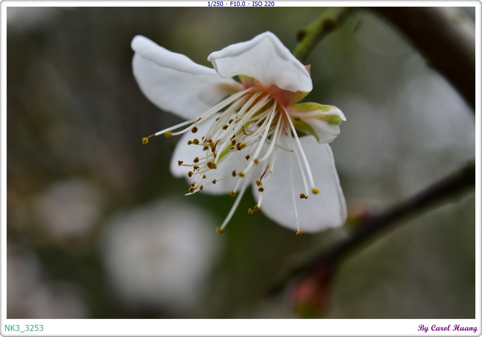 【旅拍】250118-D5600+60/F2.8 MICRO