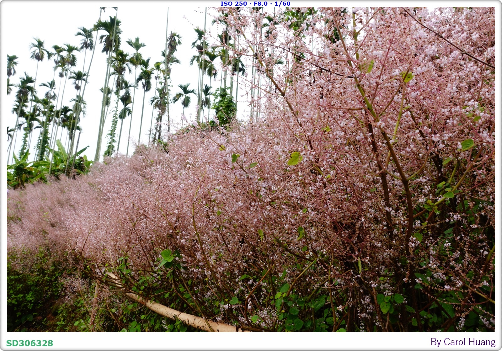 【旅拍】250318-RX100M5A「南投中寮～粉紅山丘麝