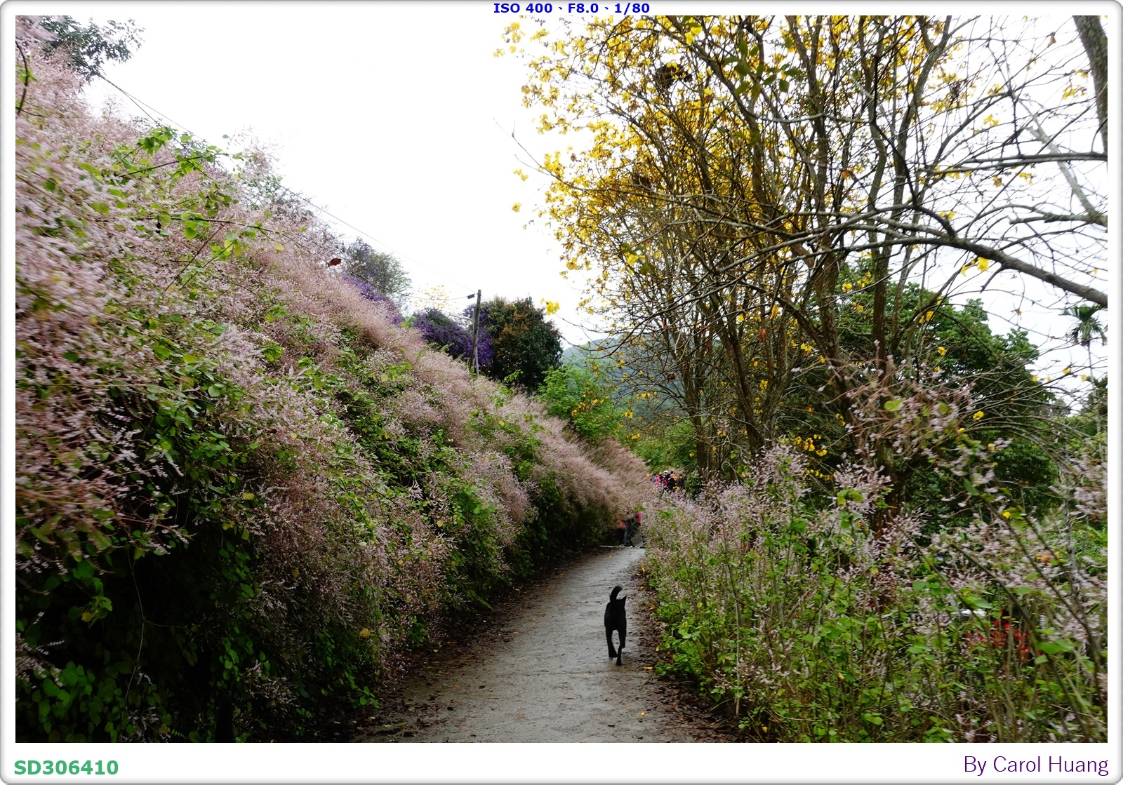 【旅拍】250318-RX100M5A「南投中寮～粉紅山丘麝