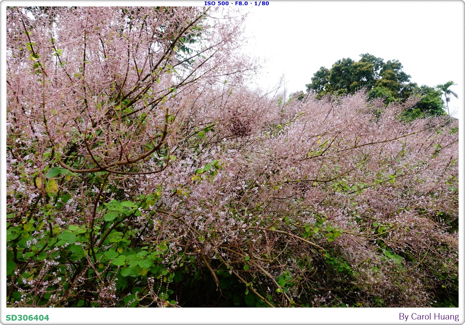 【旅拍】250318-RX100M5A「南投中寮～粉紅山丘麝