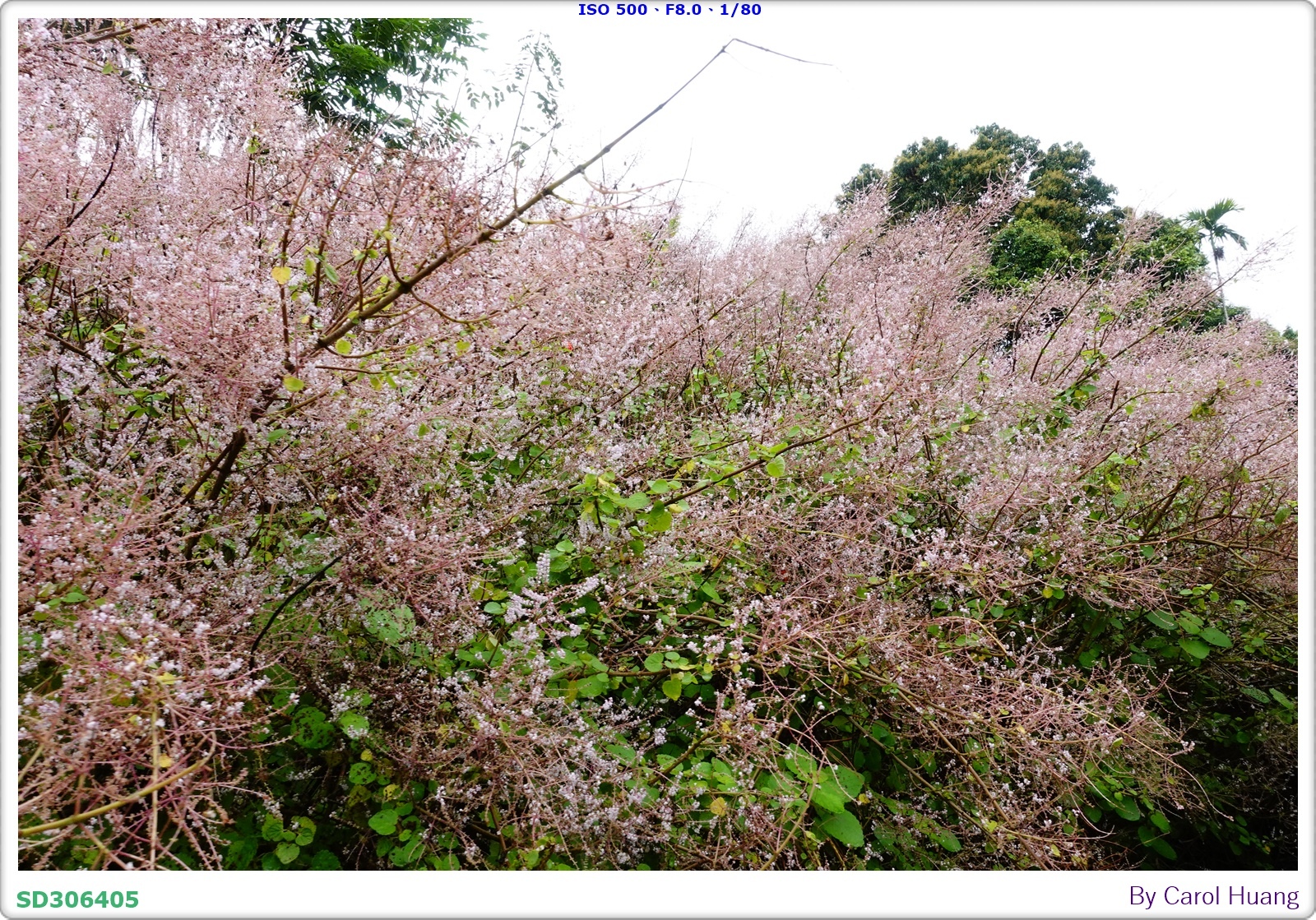 【旅拍】250318-RX100M5A「南投中寮～粉紅山丘麝