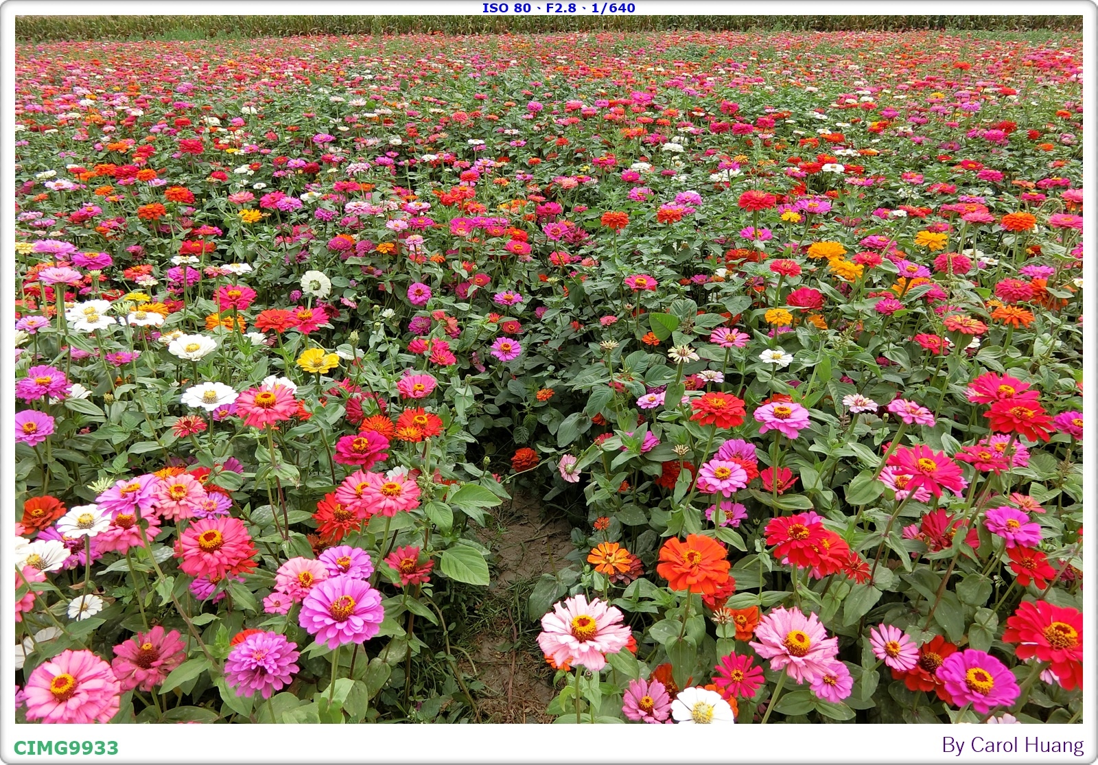 【旅拍】250406-D5600+60/F2.8 MICRO