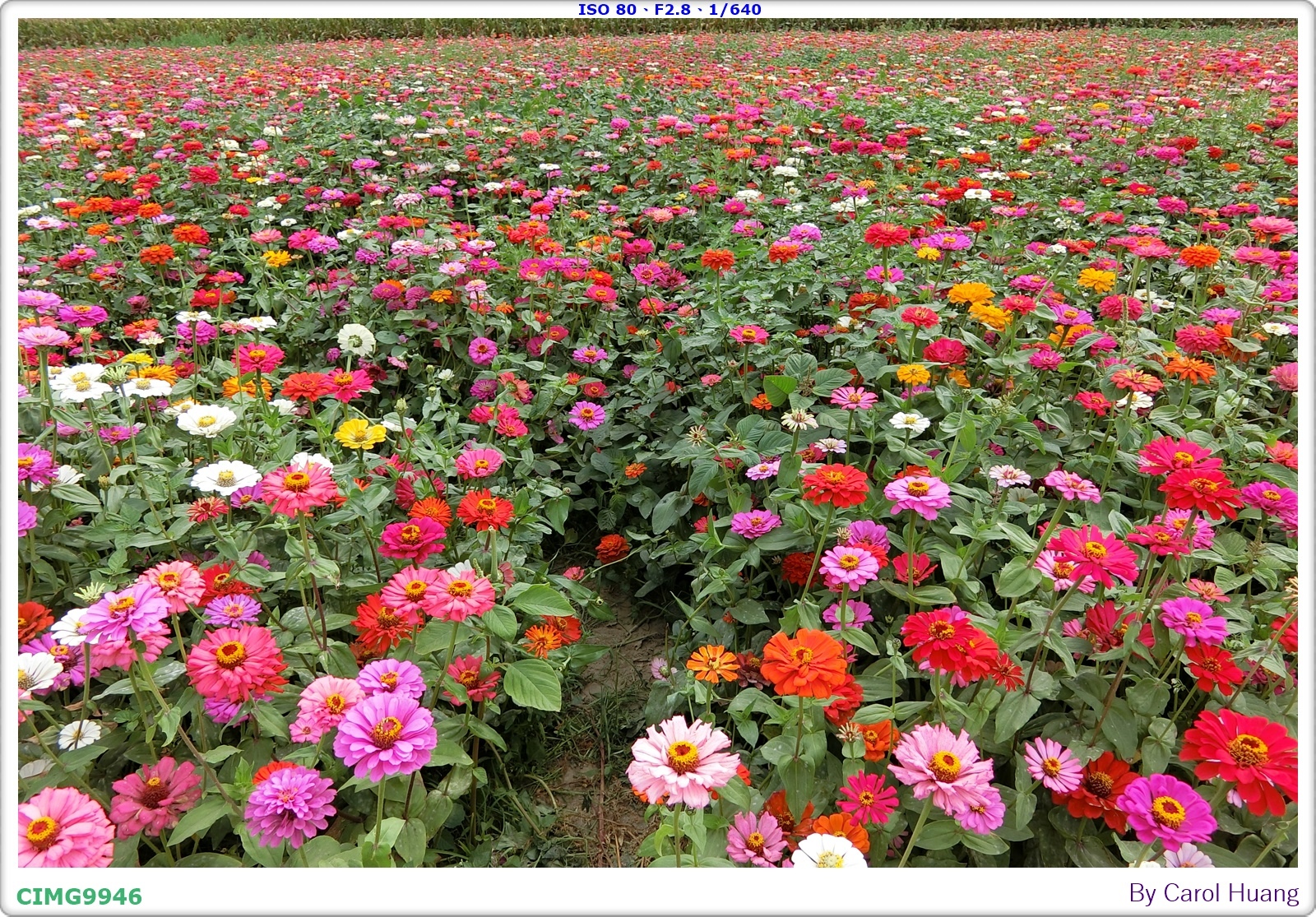 【旅拍】250406-D5600+60/F2.8 MICRO