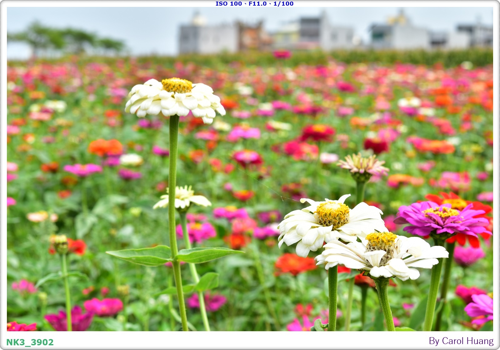 【旅拍】250406-D5600+60/F2.8 MICRO