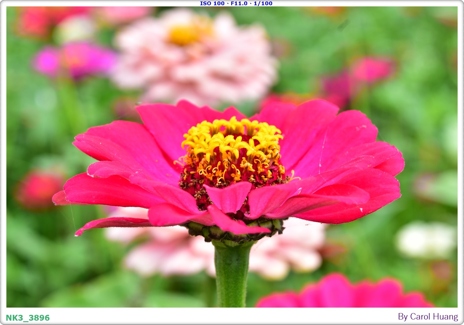 【旅拍】250406-D5600+60/F2.8 MICRO