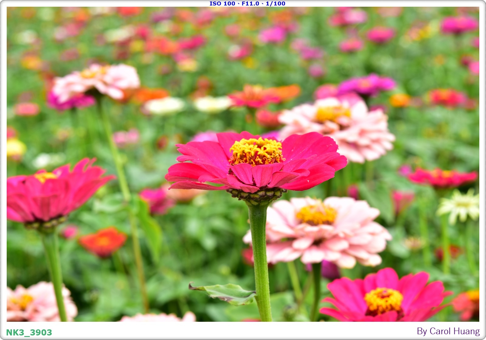【旅拍】250406-D5600+60/F2.8 MICRO