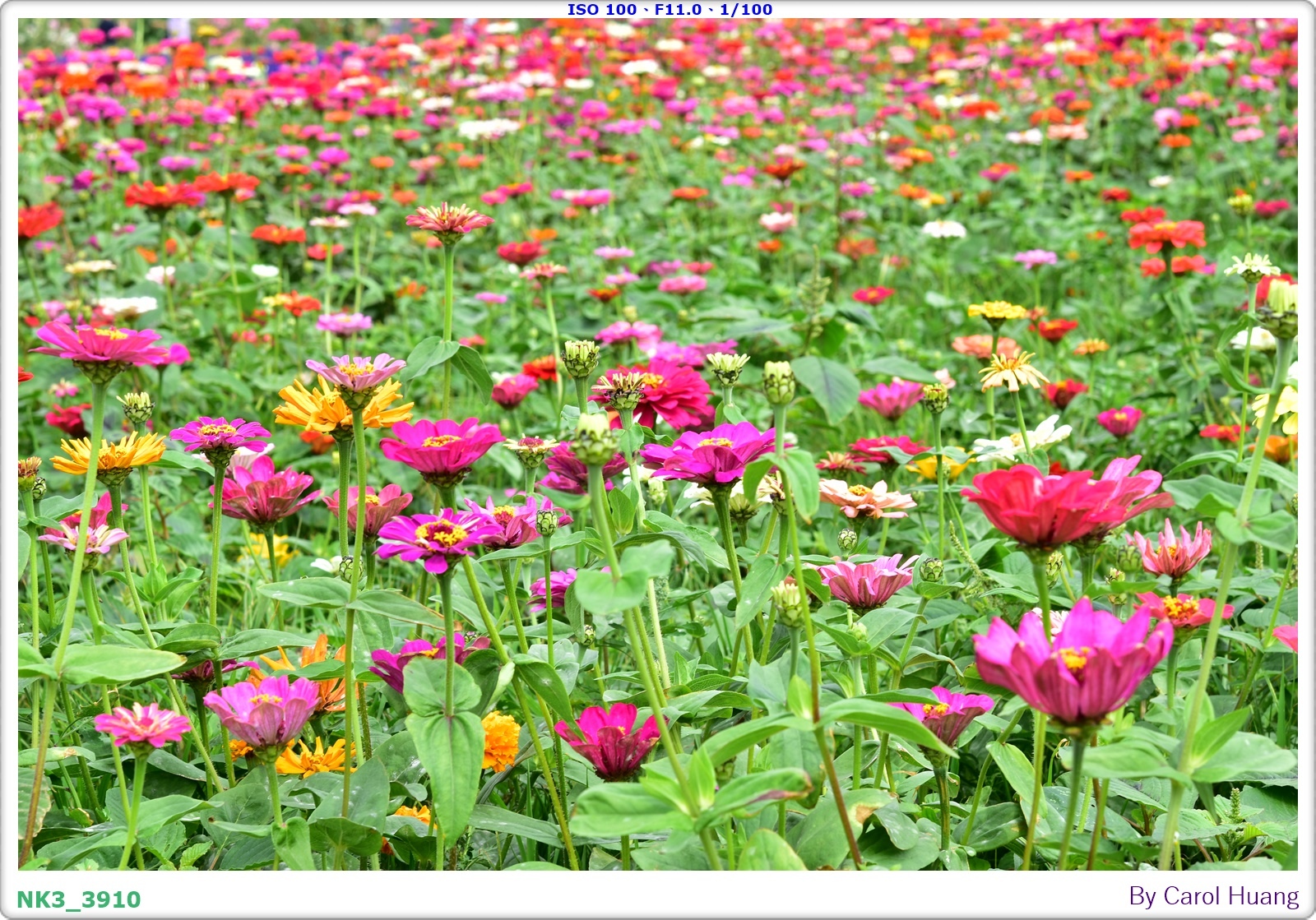 【旅拍】250406-D5600+60/F2.8 MICRO