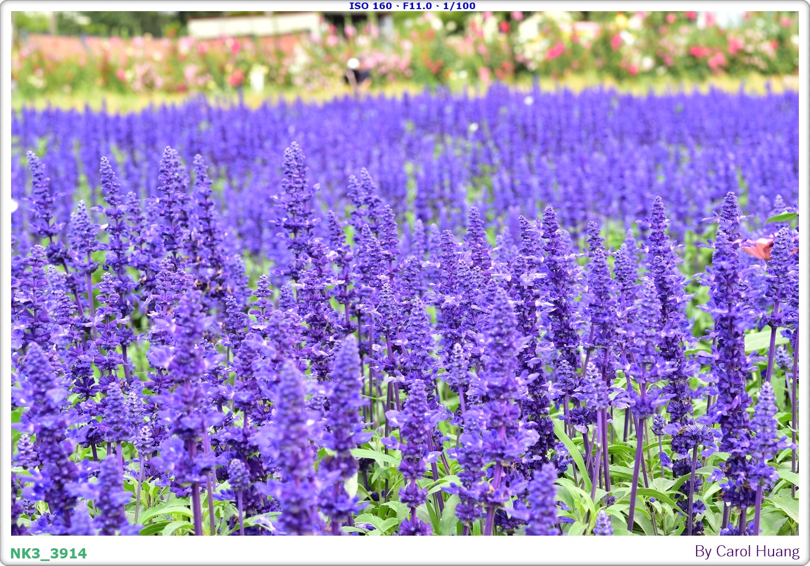 【旅拍】250406-D5600+60/F2.8 MICRO