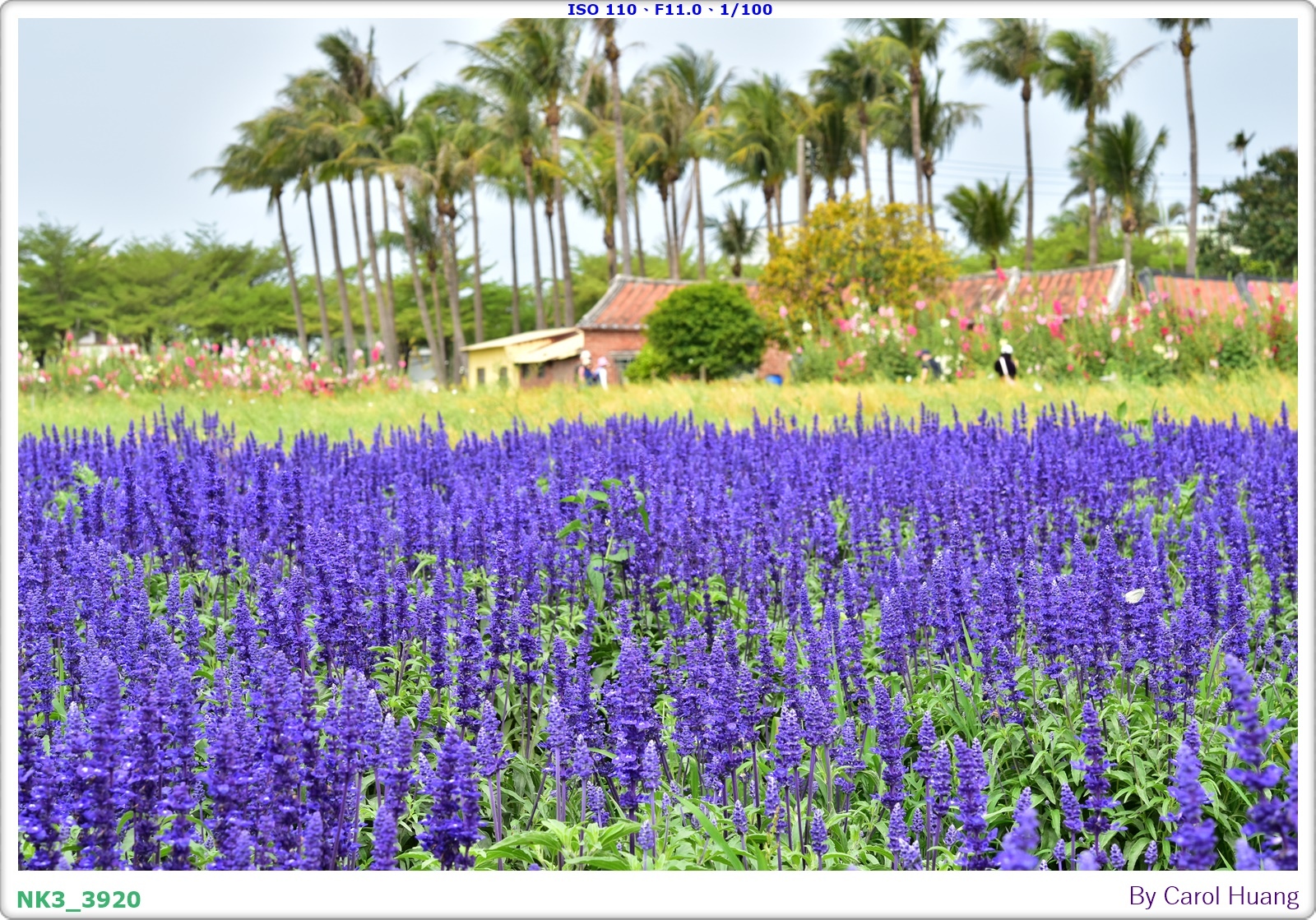 【旅拍】250406-D5600+60/F2.8 MICRO