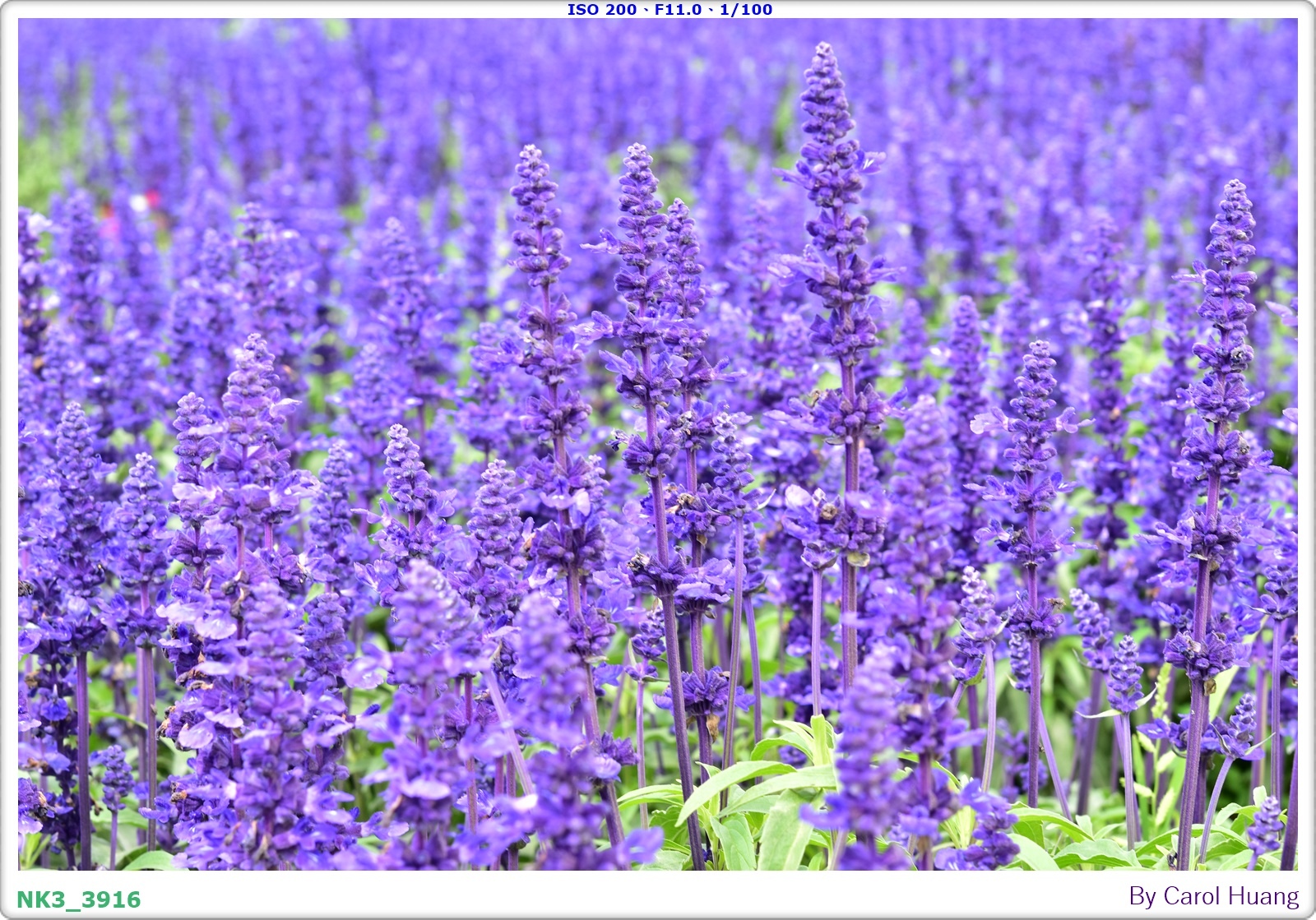 【旅拍】250406-D5600+60/F2.8 MICRO