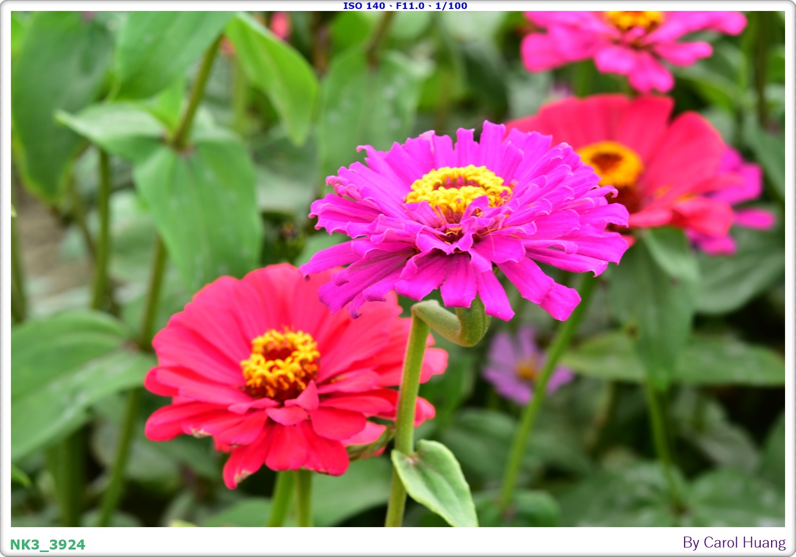 【旅拍】250406-D5600+60/F2.8 MICRO