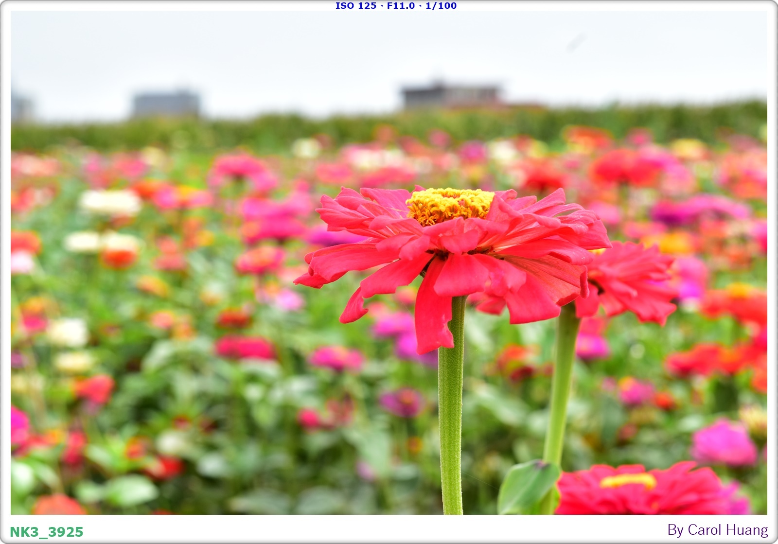 【旅拍】250406-D5600+60/F2.8 MICRO