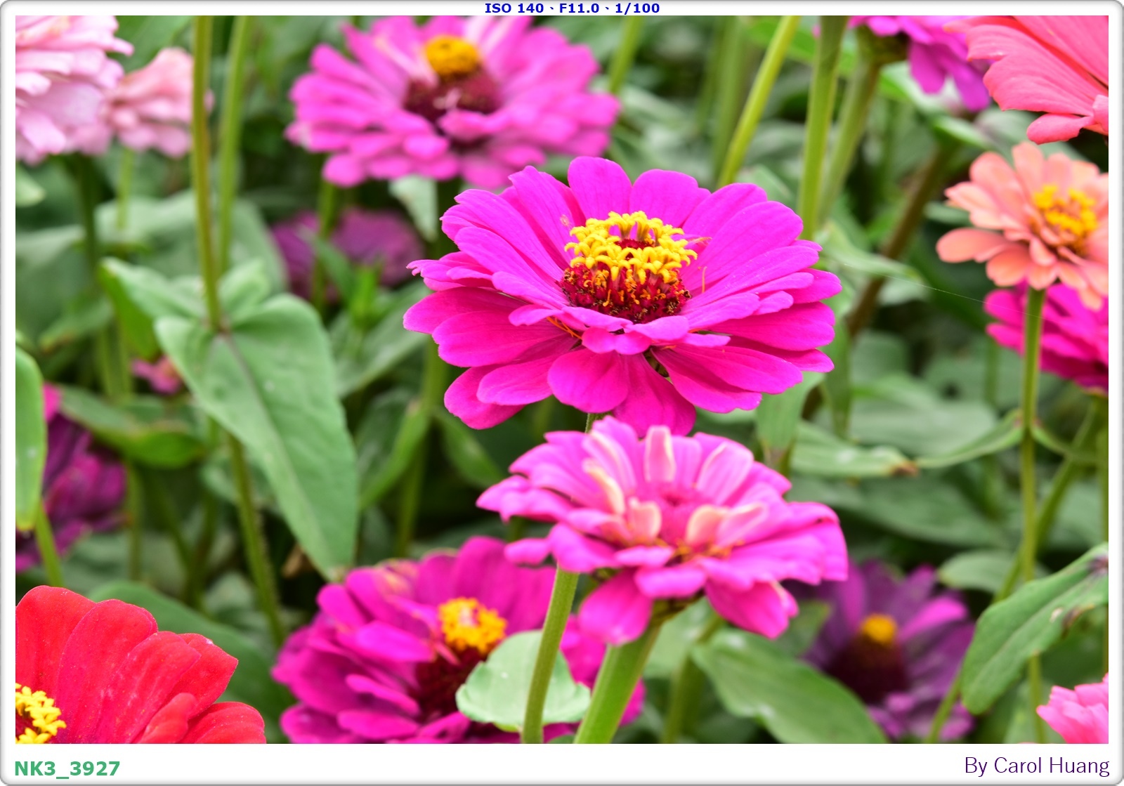 【旅拍】250406-D5600+60/F2.8 MICRO