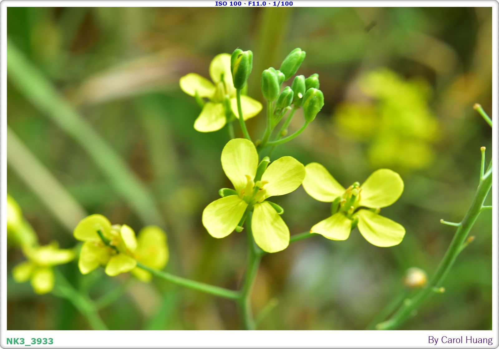 【旅拍】250406-D5600+60/F2.8 MICRO