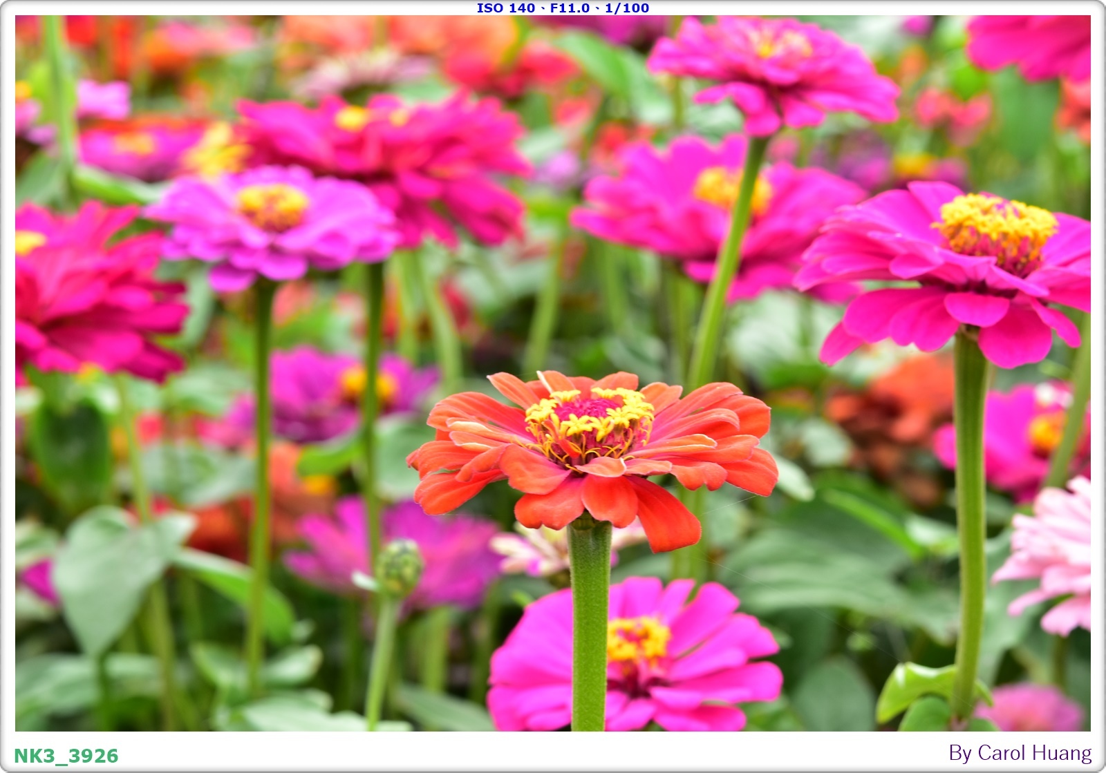 【旅拍】250406-D5600+60/F2.8 MICRO