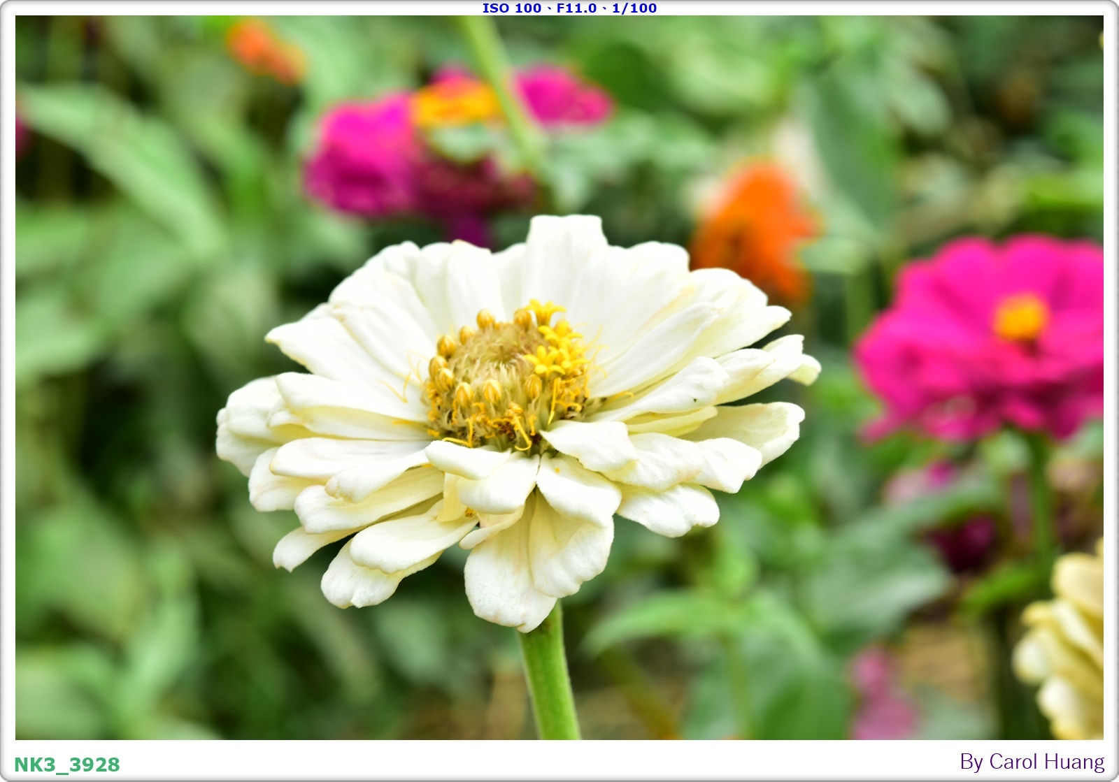 【旅拍】250406-D5600+60/F2.8 MICRO