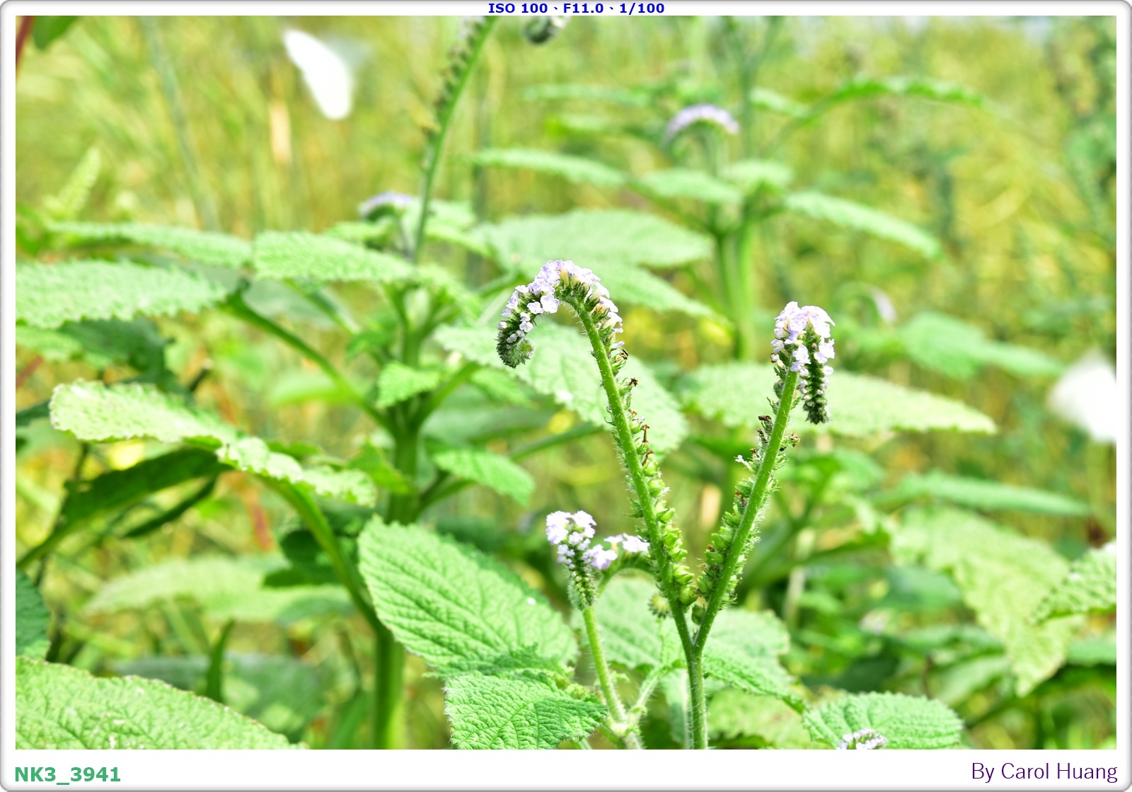 【旅拍】250406-D5600+60/F2.8 MICRO