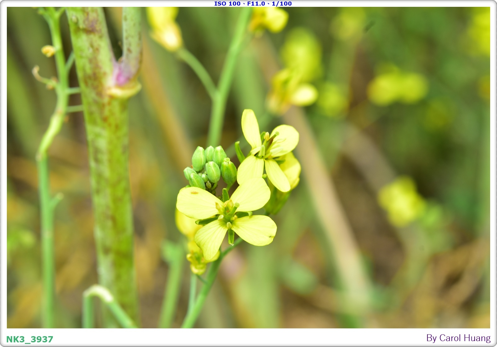 【旅拍】250406-D5600+60/F2.8 MICRO