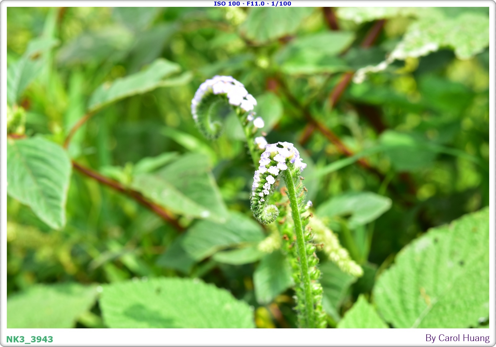 【旅拍】250406-D5600+60/F2.8 MICRO