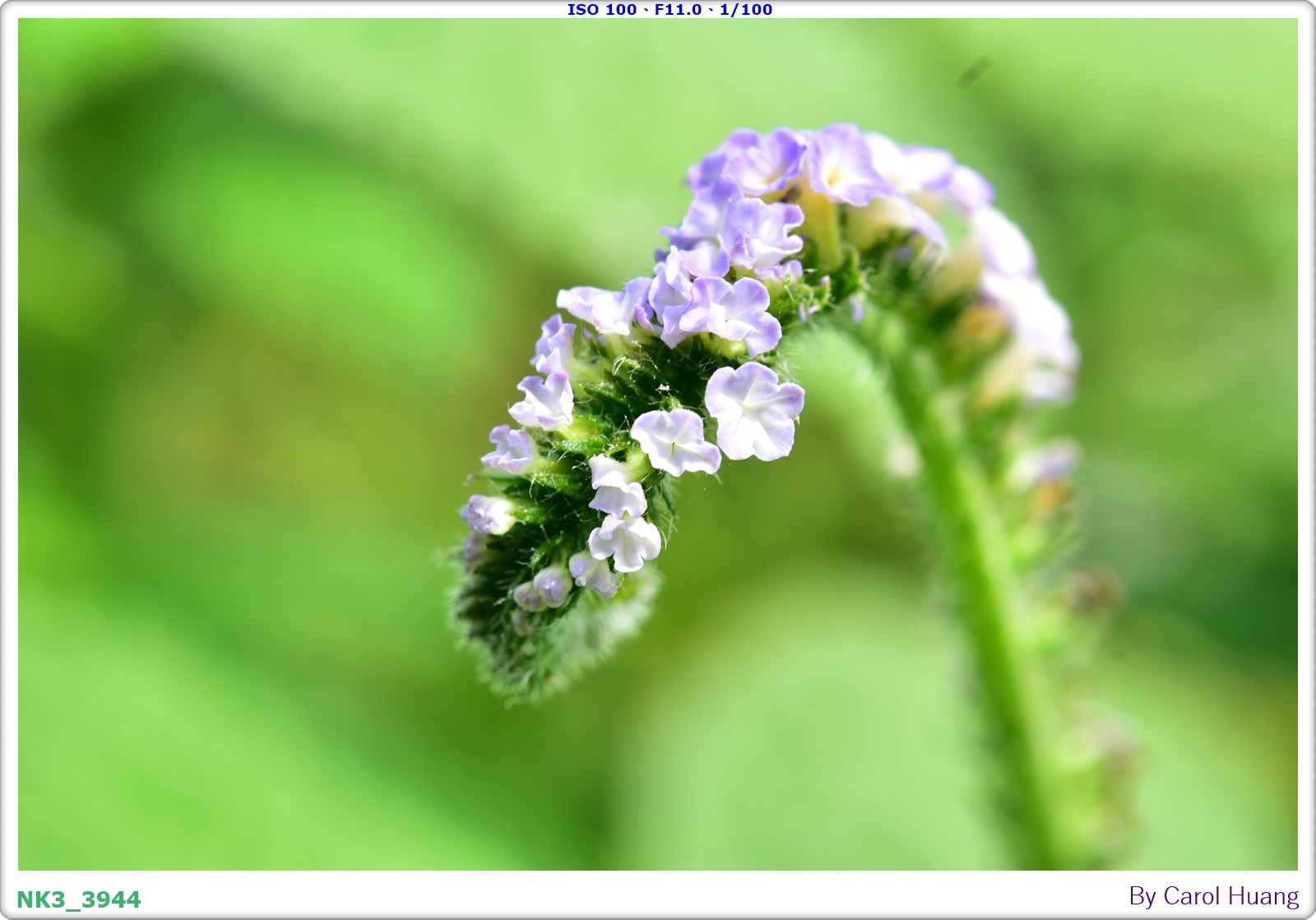 【旅拍】250406-D5600+60/F2.8 MICRO