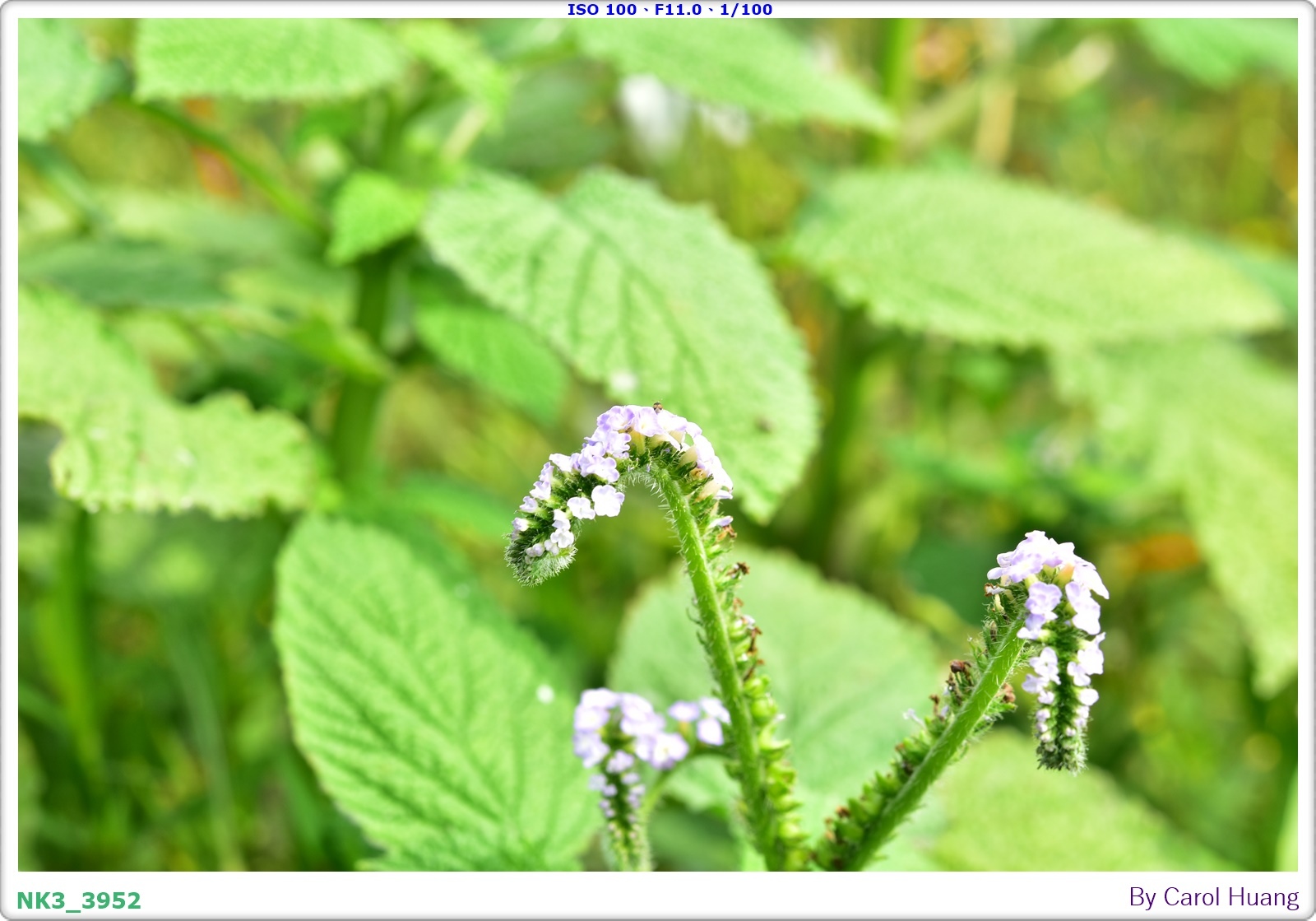 【旅拍】250406-D5600+60/F2.8 MICRO