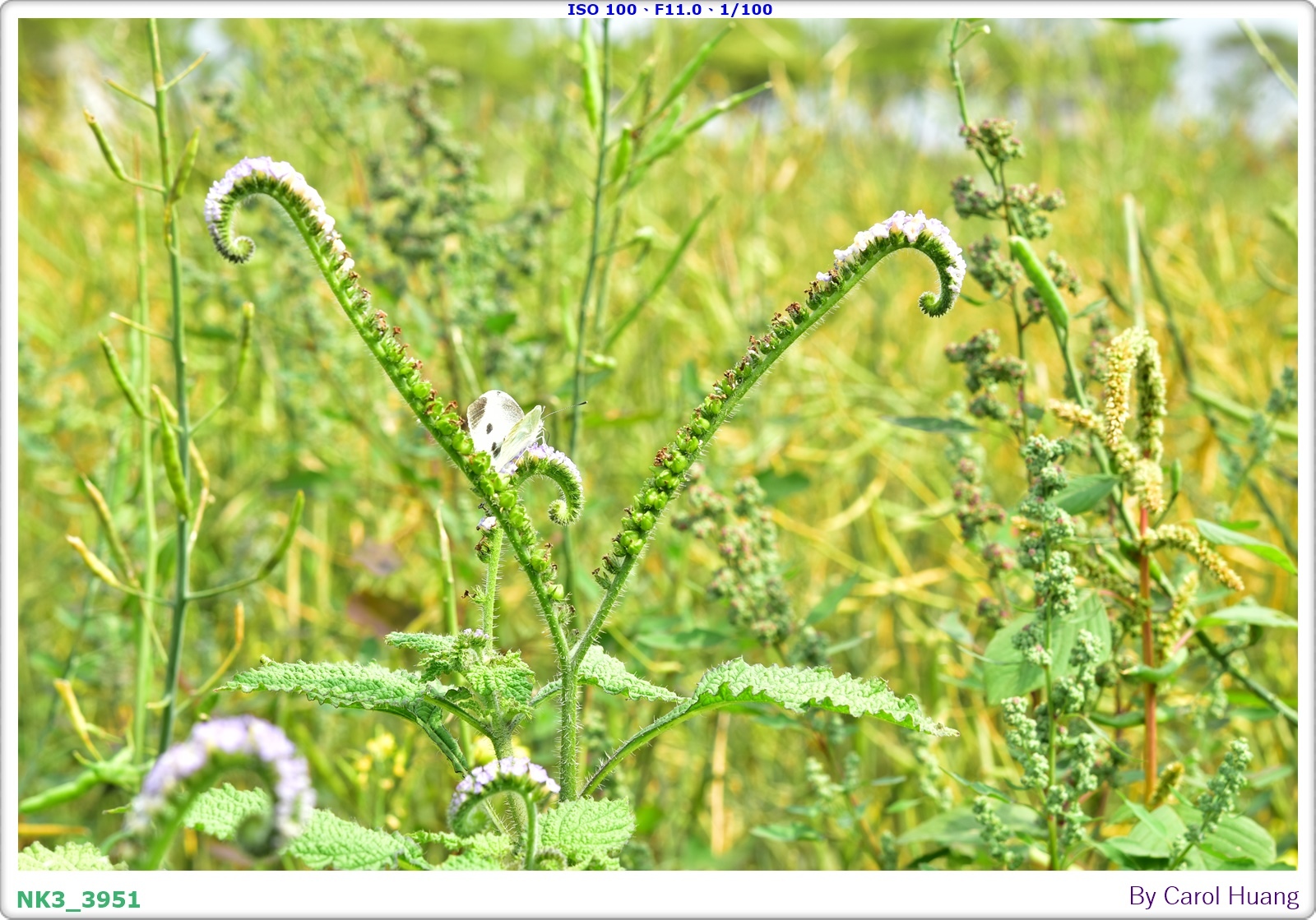 【旅拍】250406-D5600+60/F2.8 MICRO