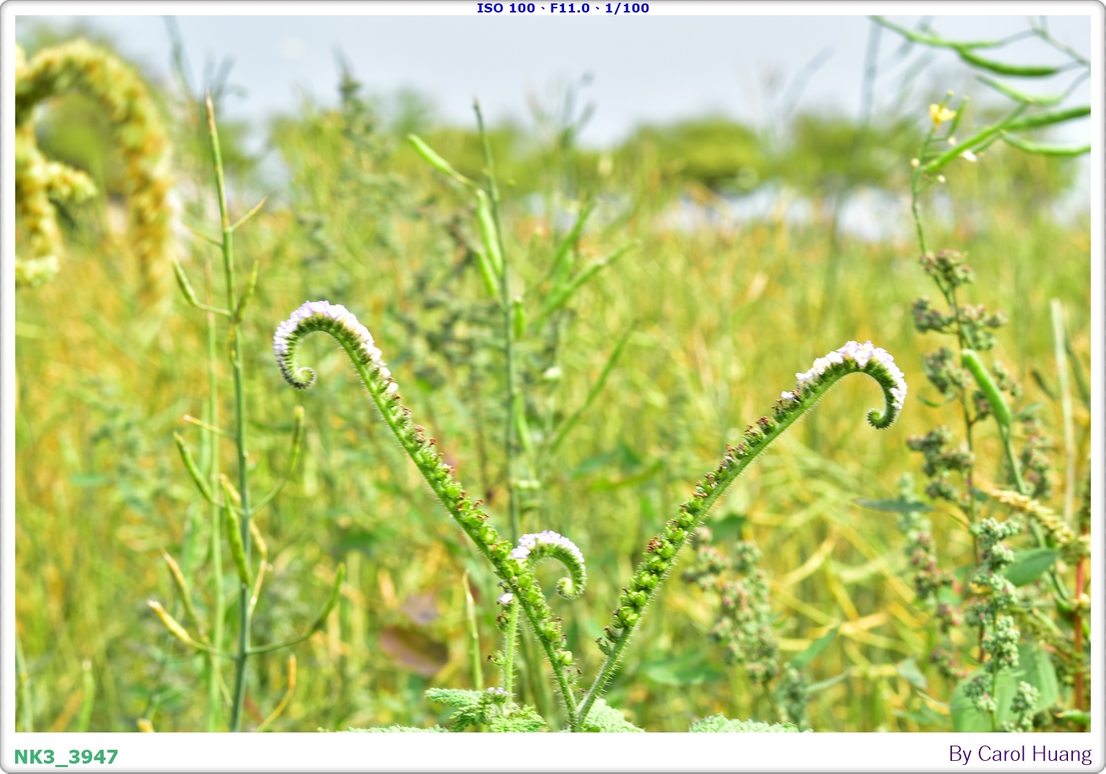 【旅拍】250406-D5600+60/F2.8 MICRO