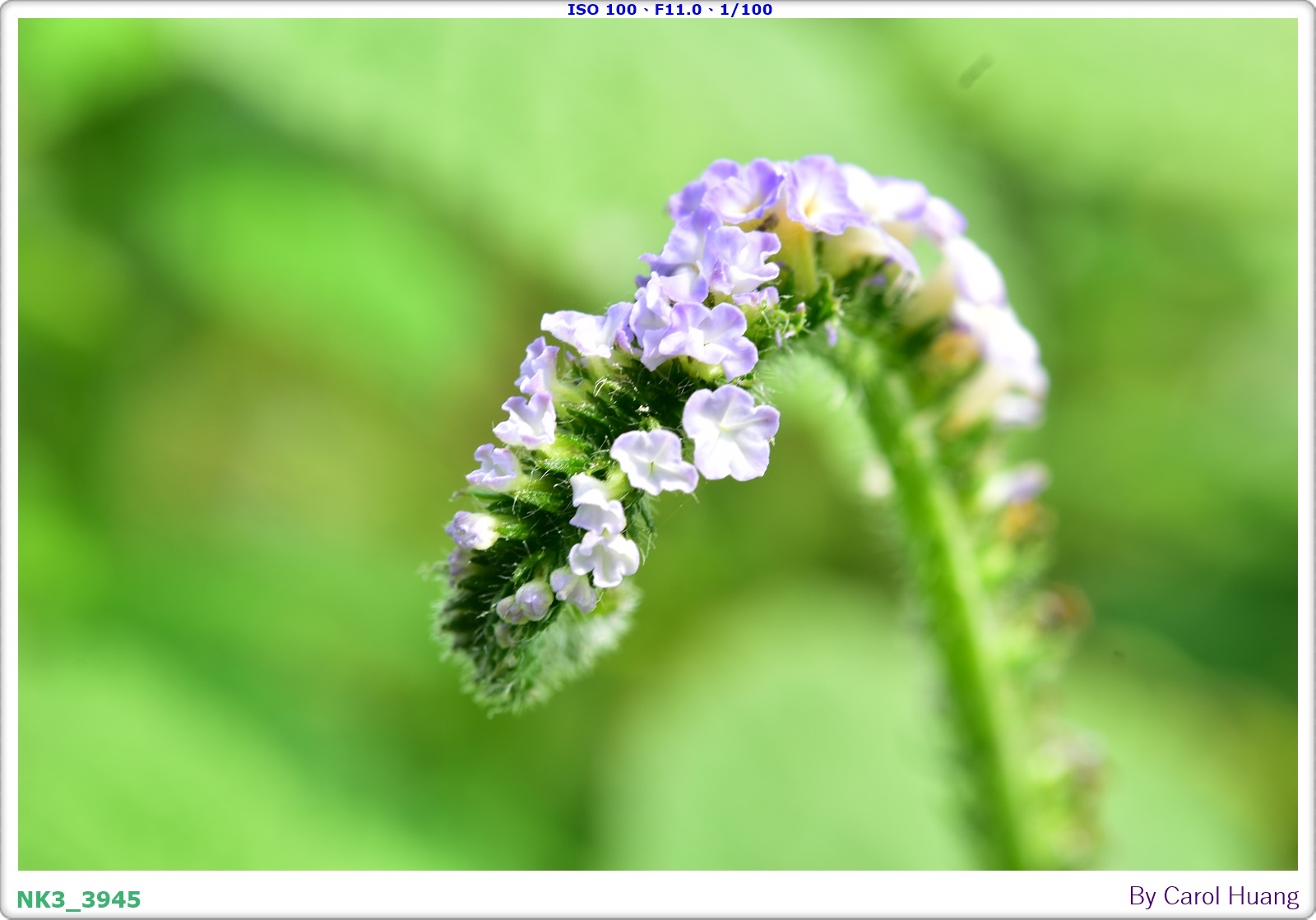 【旅拍】250406-D5600+60/F2.8 MICRO