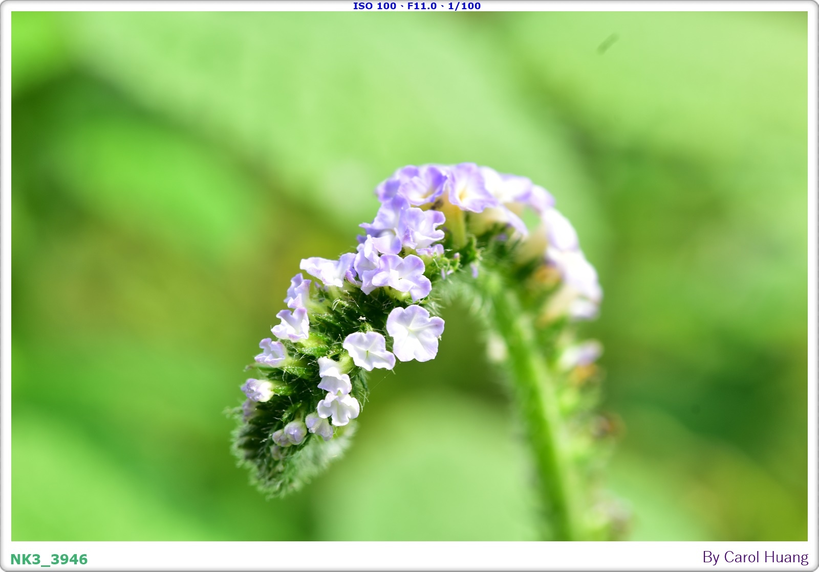 【旅拍】250406-D5600+60/F2.8 MICRO