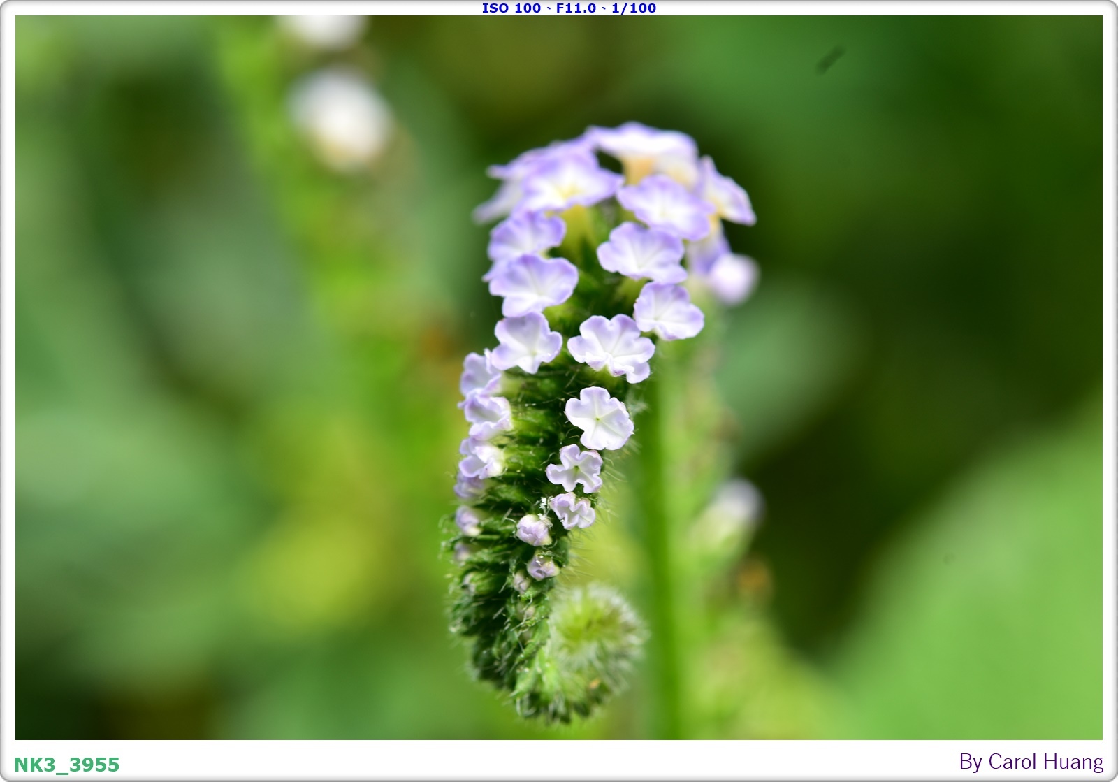【旅拍】250406-D5600+60/F2.8 MICRO