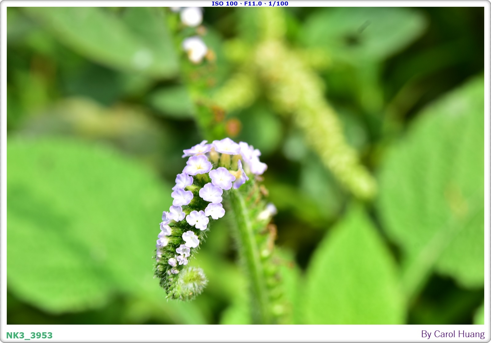 【旅拍】250406-D5600+60/F2.8 MICRO