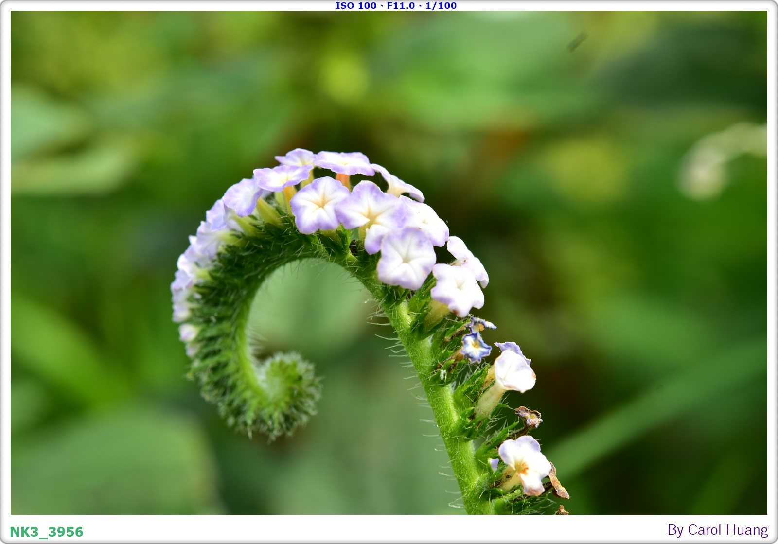 【旅拍】250406-D5600+60/F2.8 MICRO