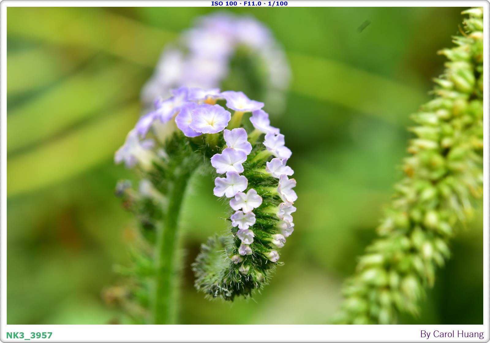 【旅拍】250406-D5600+60/F2.8 MICRO