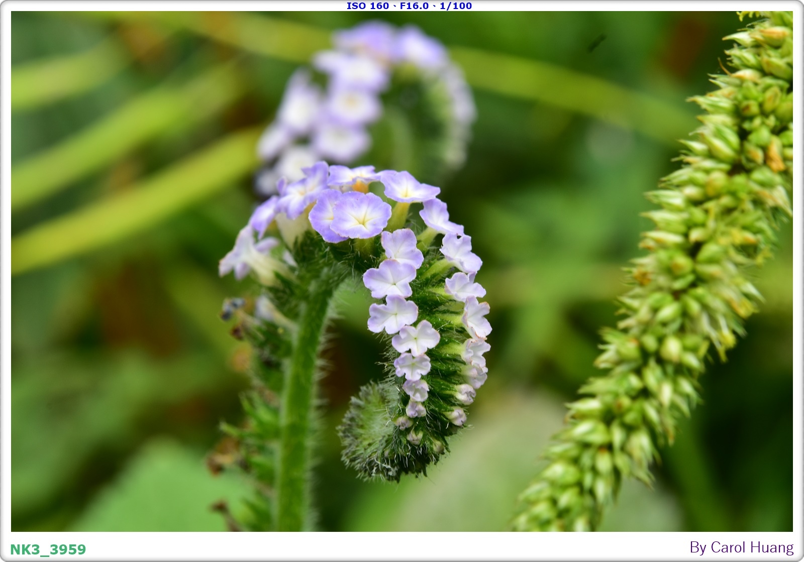 【旅拍】250406-D5600+60/F2.8 MICRO