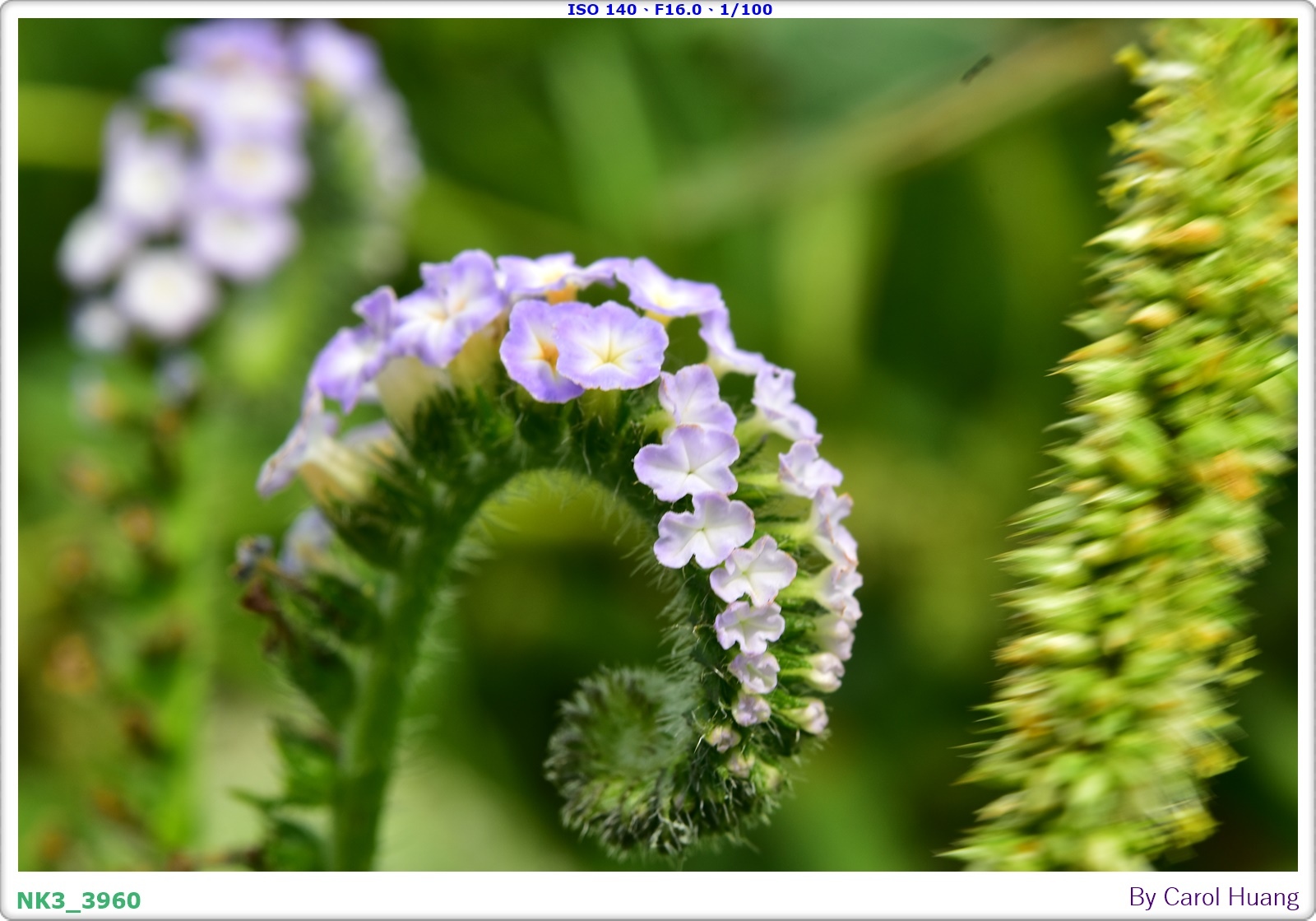 【旅拍】250406-D5600+60/F2.8 MICRO