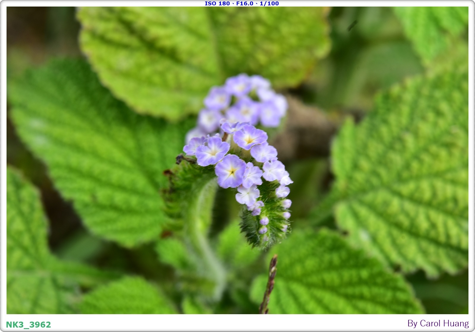 【旅拍】250406-D5600+60/F2.8 MICRO