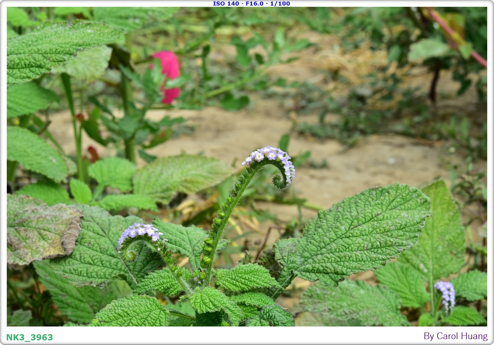 【旅拍】250406-D5600+60/F2.8 MICRO