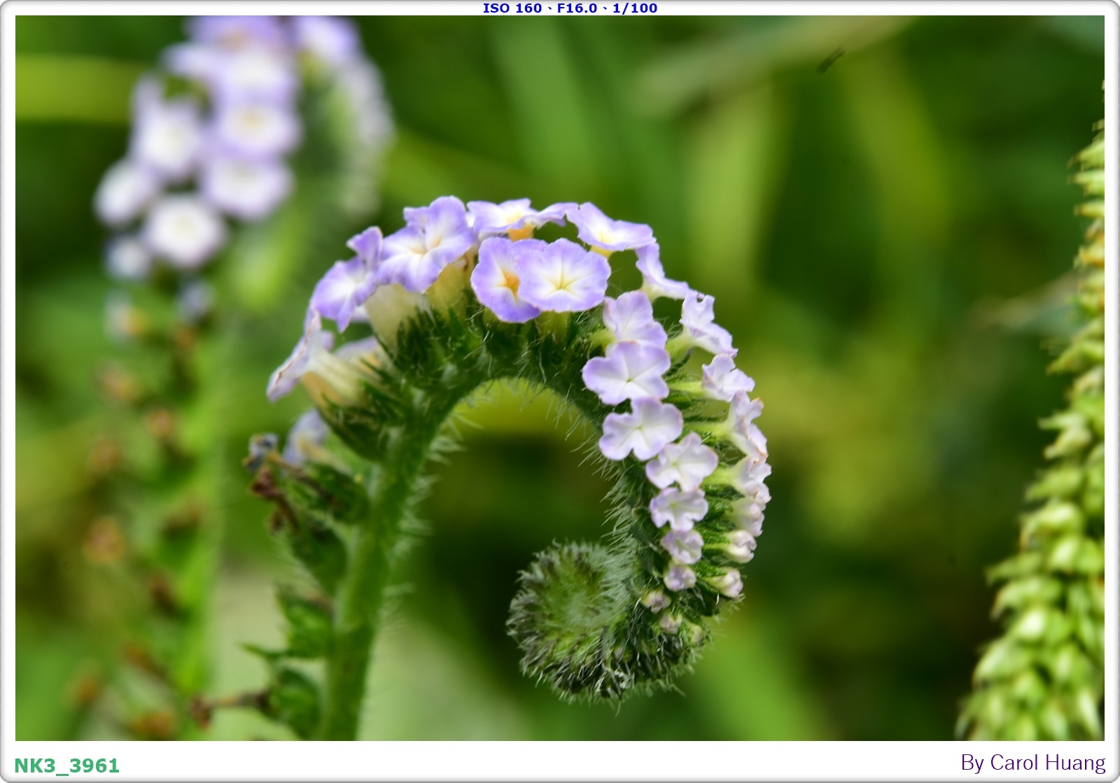 【旅拍】250406-D5600+60/F2.8 MICRO