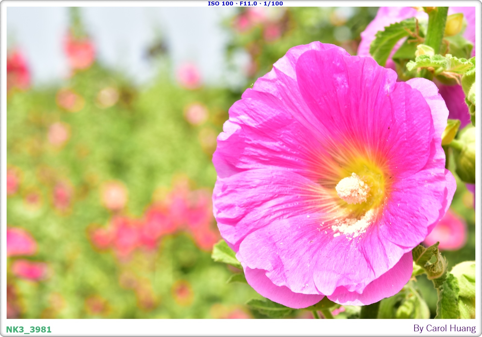 【旅拍】250406-D5600+60/F2.8 MICRO